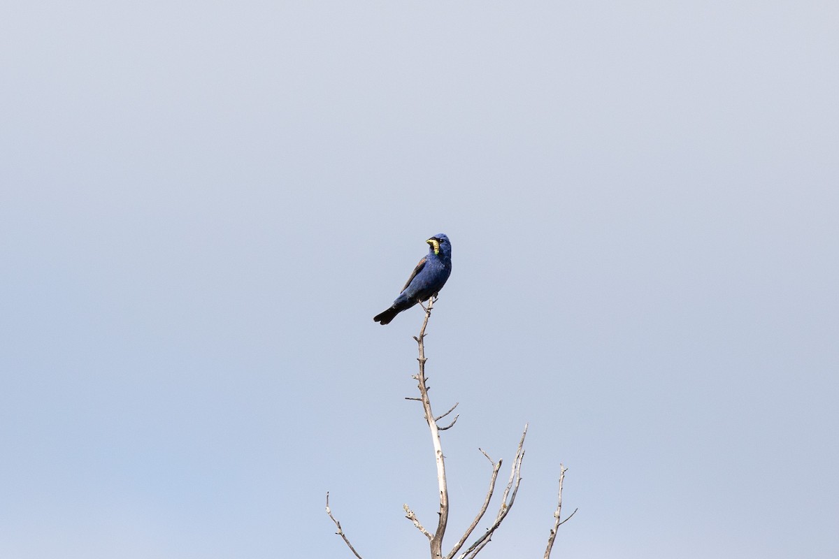 Blue Grosbeak - ML627788196