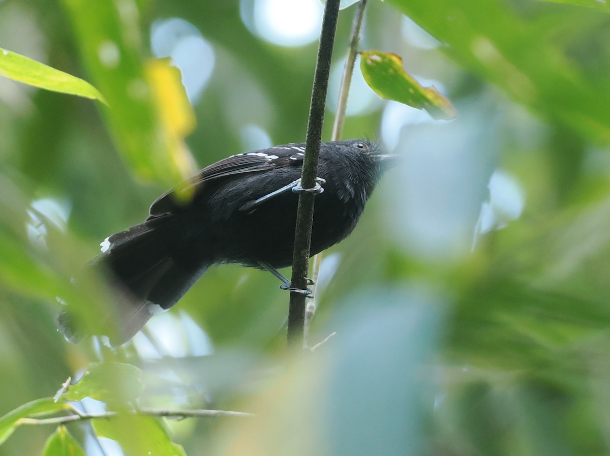 Manu Antbird - ML627788212