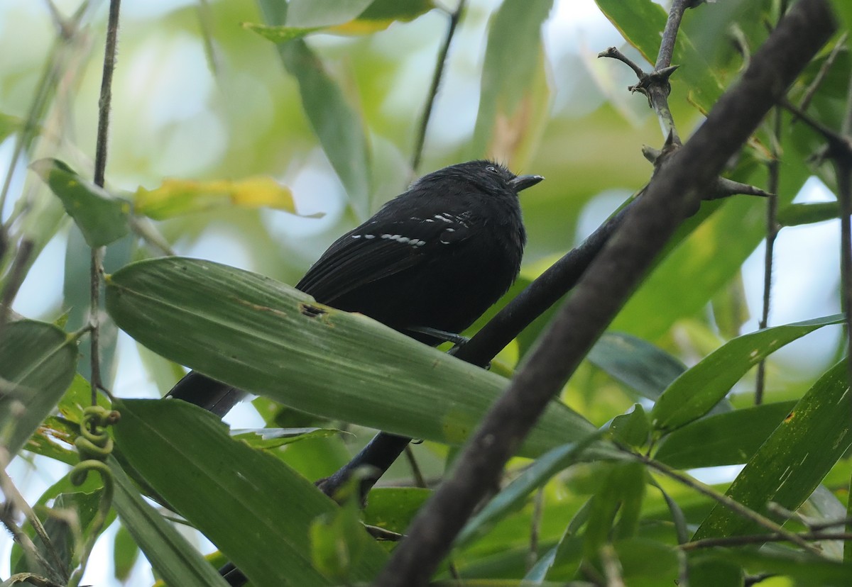 Manu Antbird - ML627788223