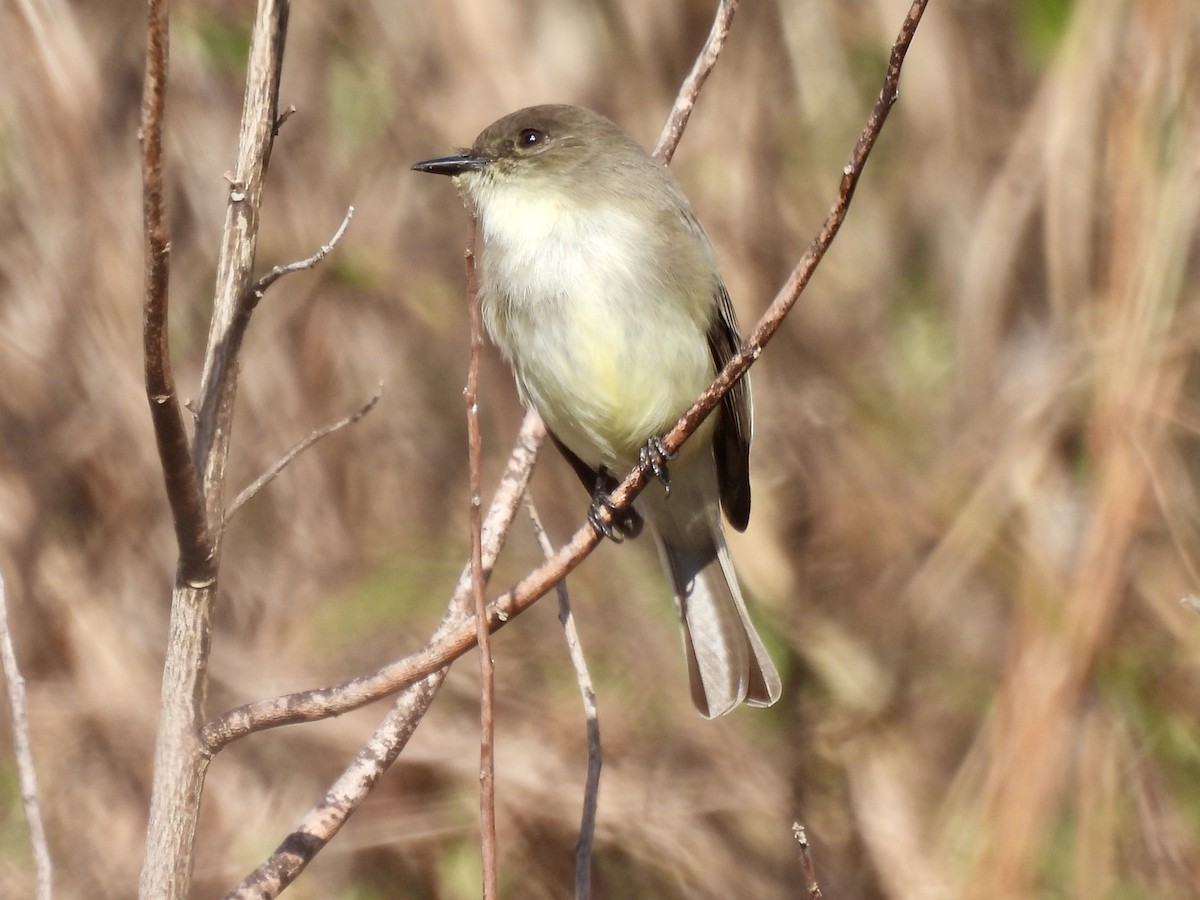 Eastern Phoebe - ML627788226