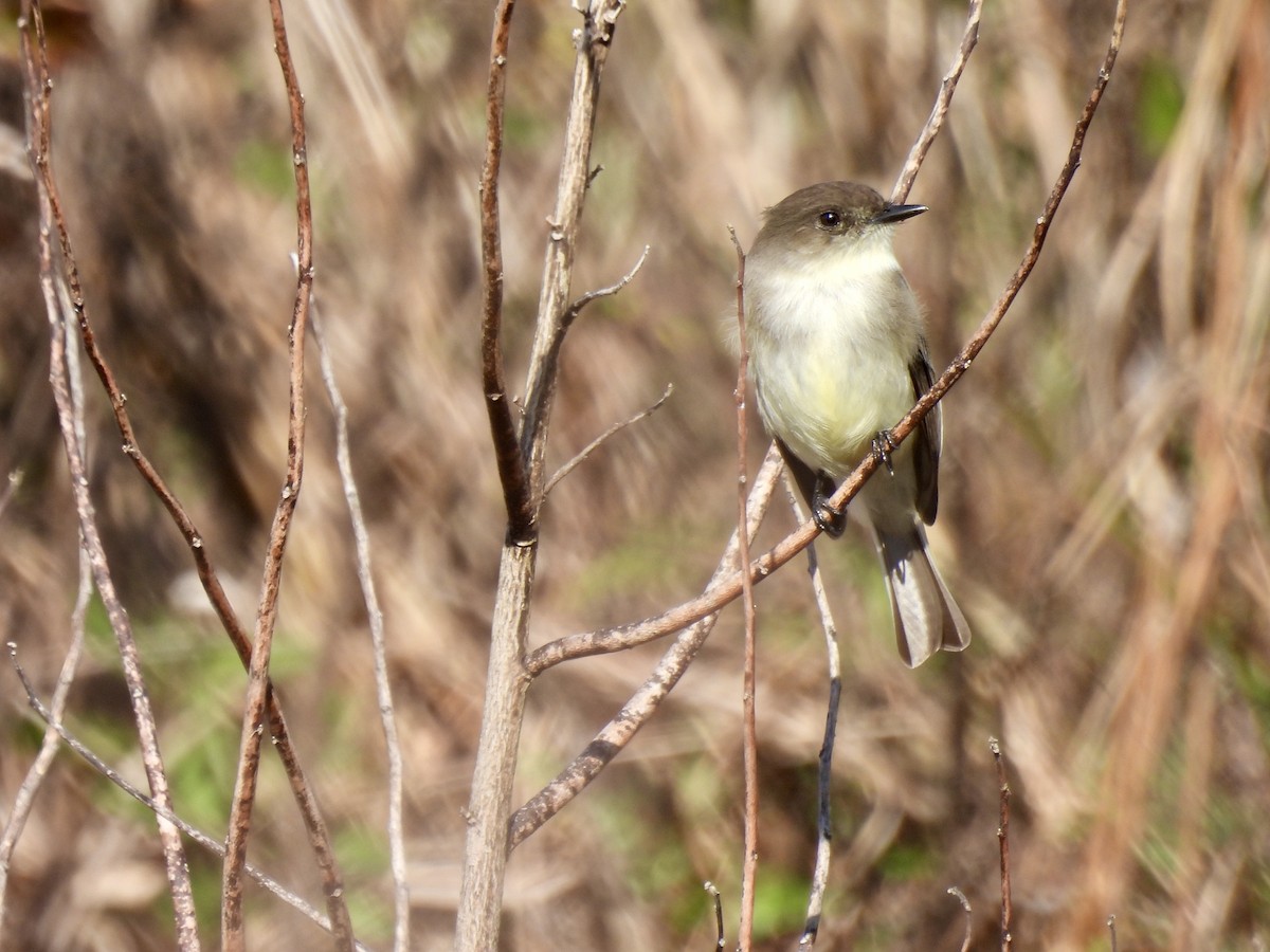 Eastern Phoebe - ML627788227