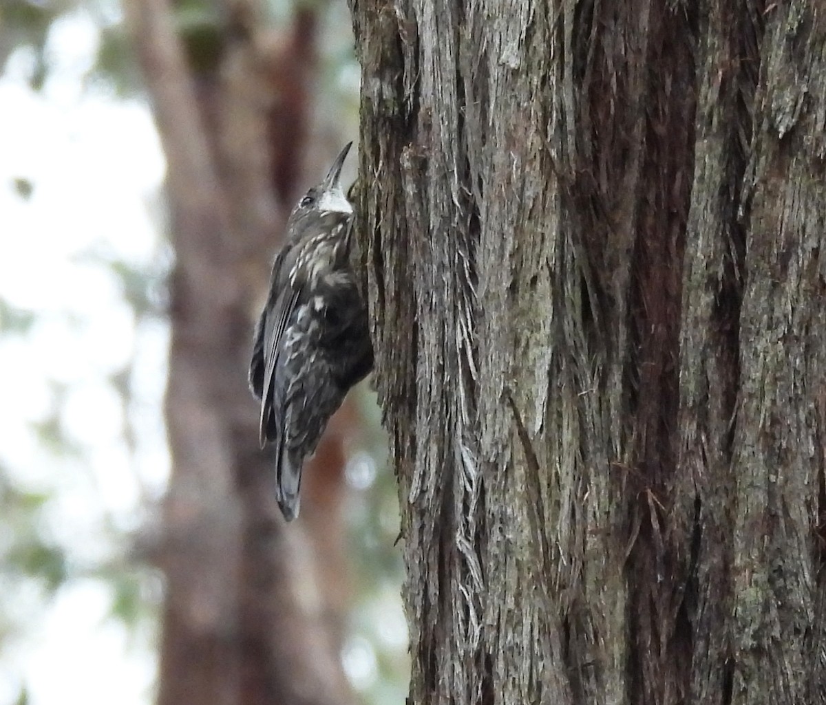 Corretroncos Gorjiblanco - ML627788247