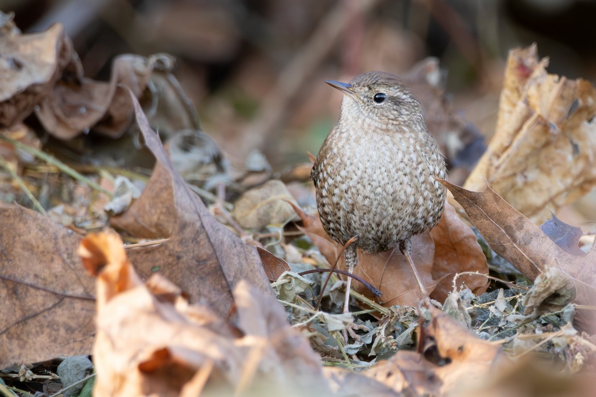 Winter Wren - ML627788280