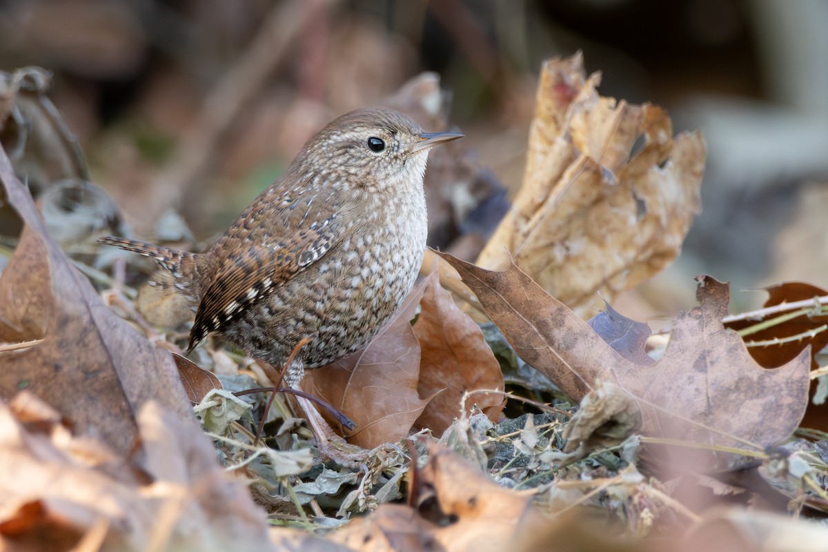 Winter Wren - ML627788281