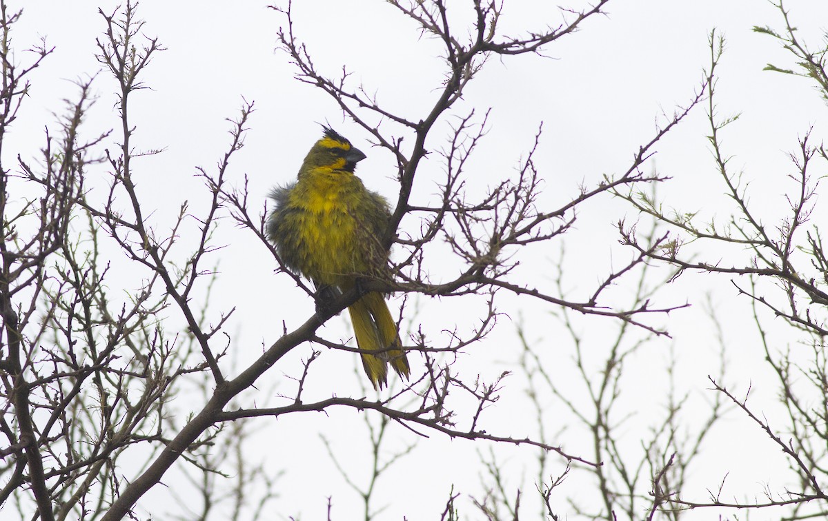 Yellow Cardinal - ML627788299