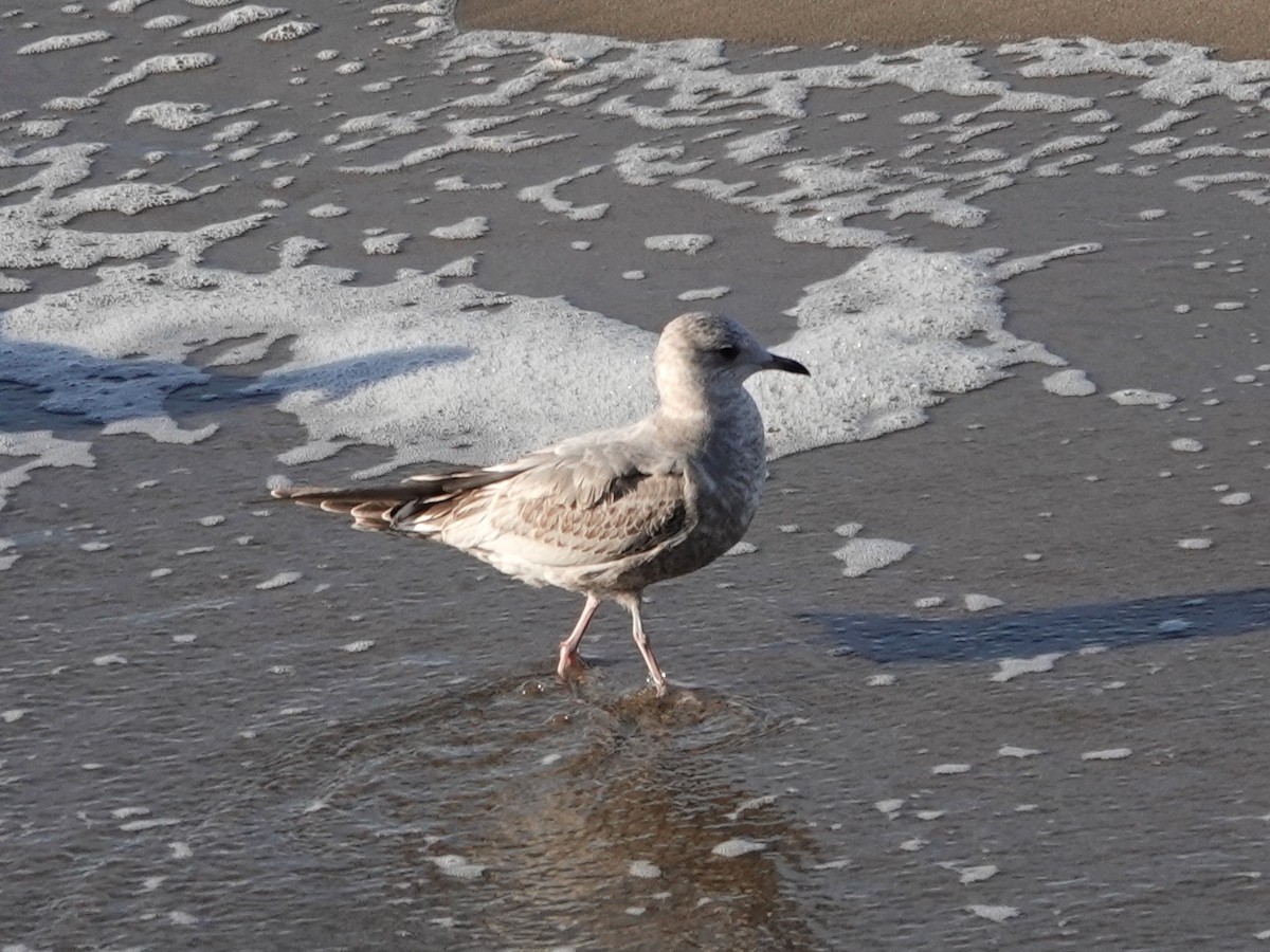 Short-billed Gull - ML627788312