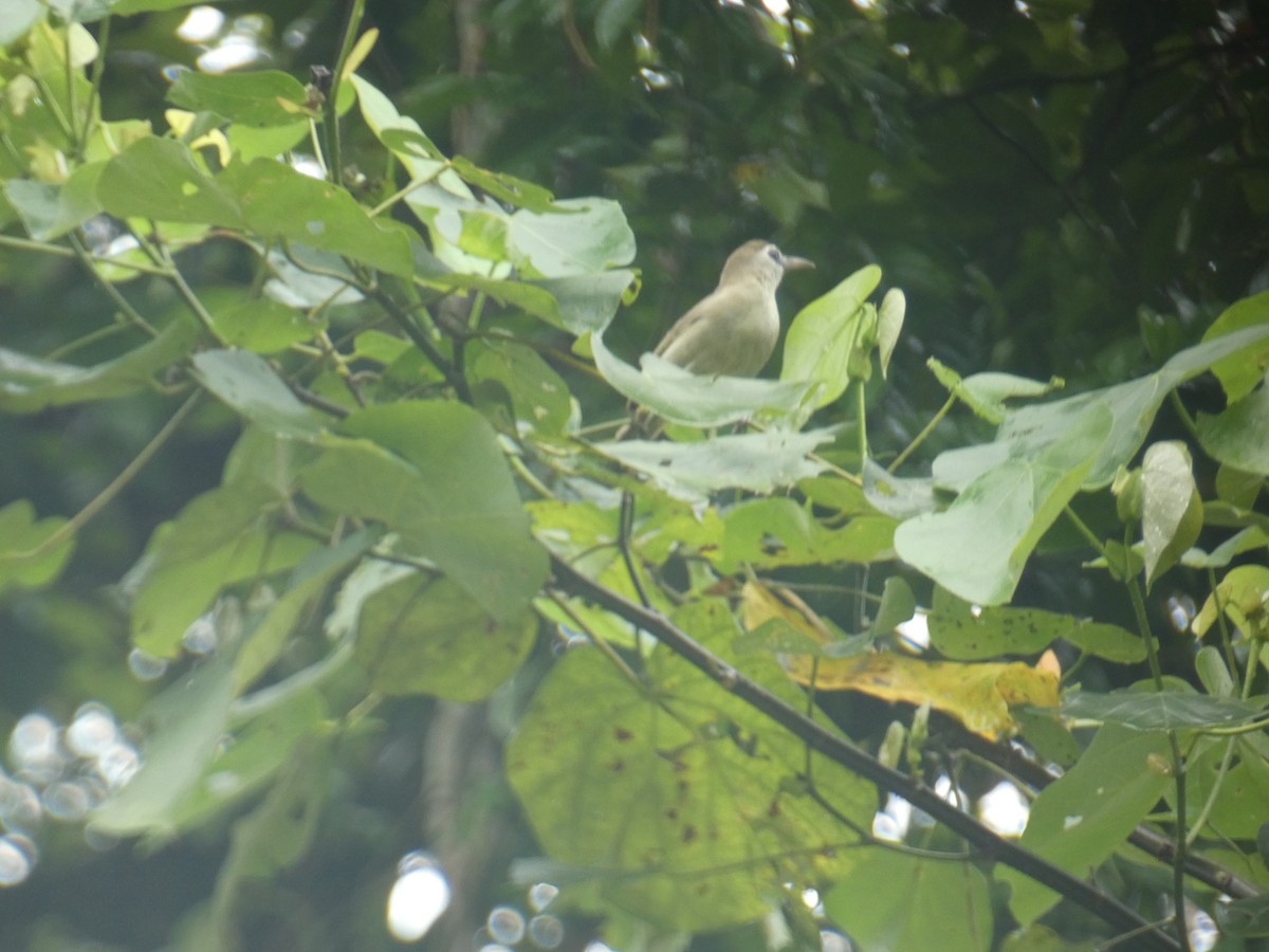 Bare-eyed White-eye - ML627788321