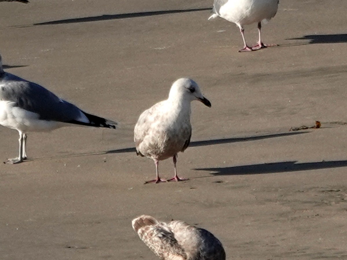 Iceland Gull - ML627788326