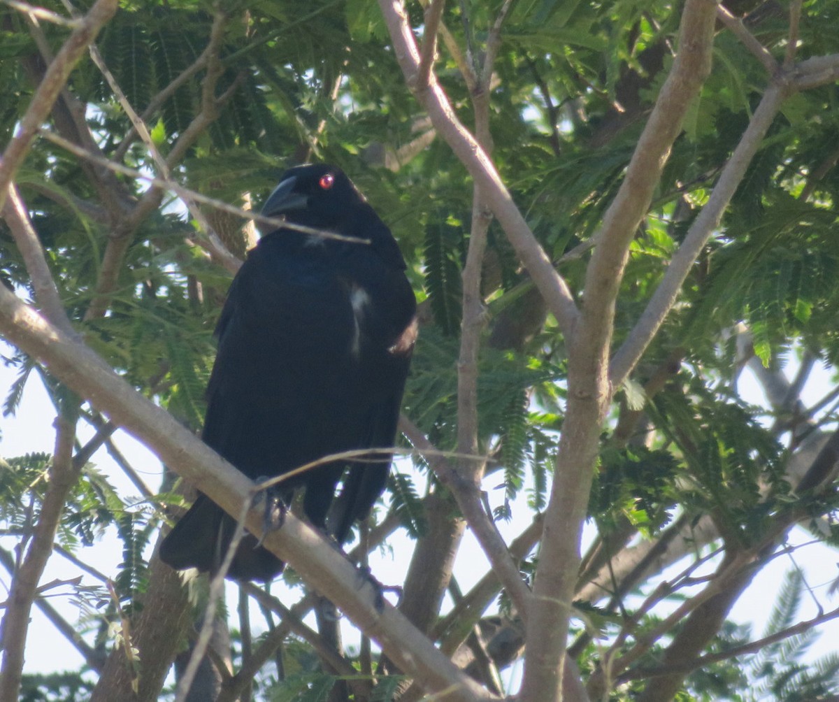 Giant Cowbird - ML627788363