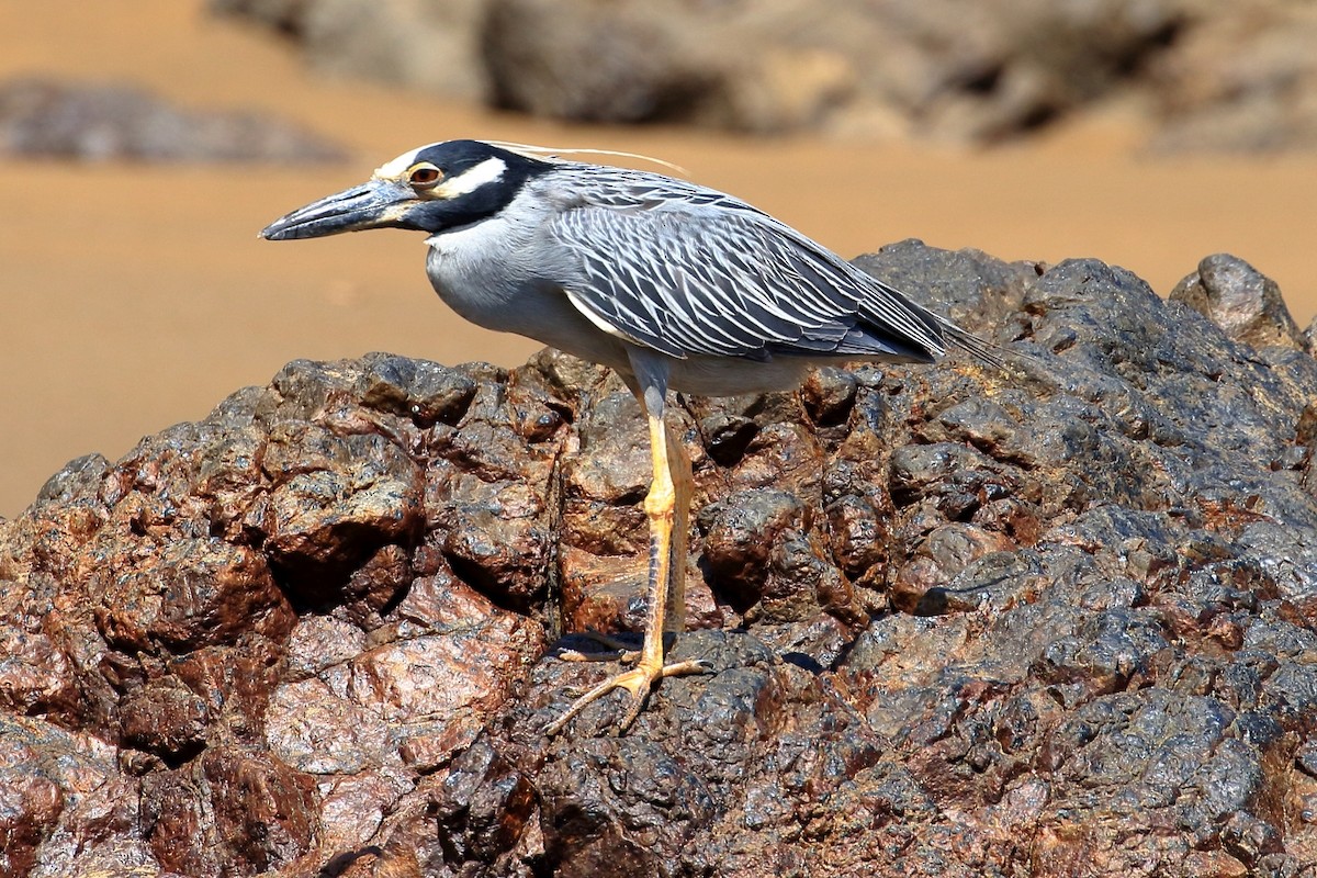 Yellow-crowned Night Heron - ML627788366