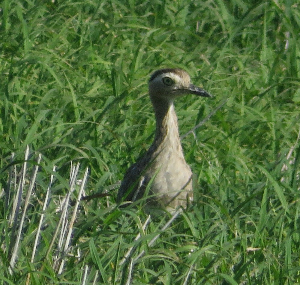 Double-striped Thick-knee - ML627788369