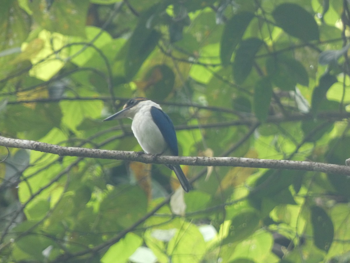 Pacific Kingfisher - ML627788379