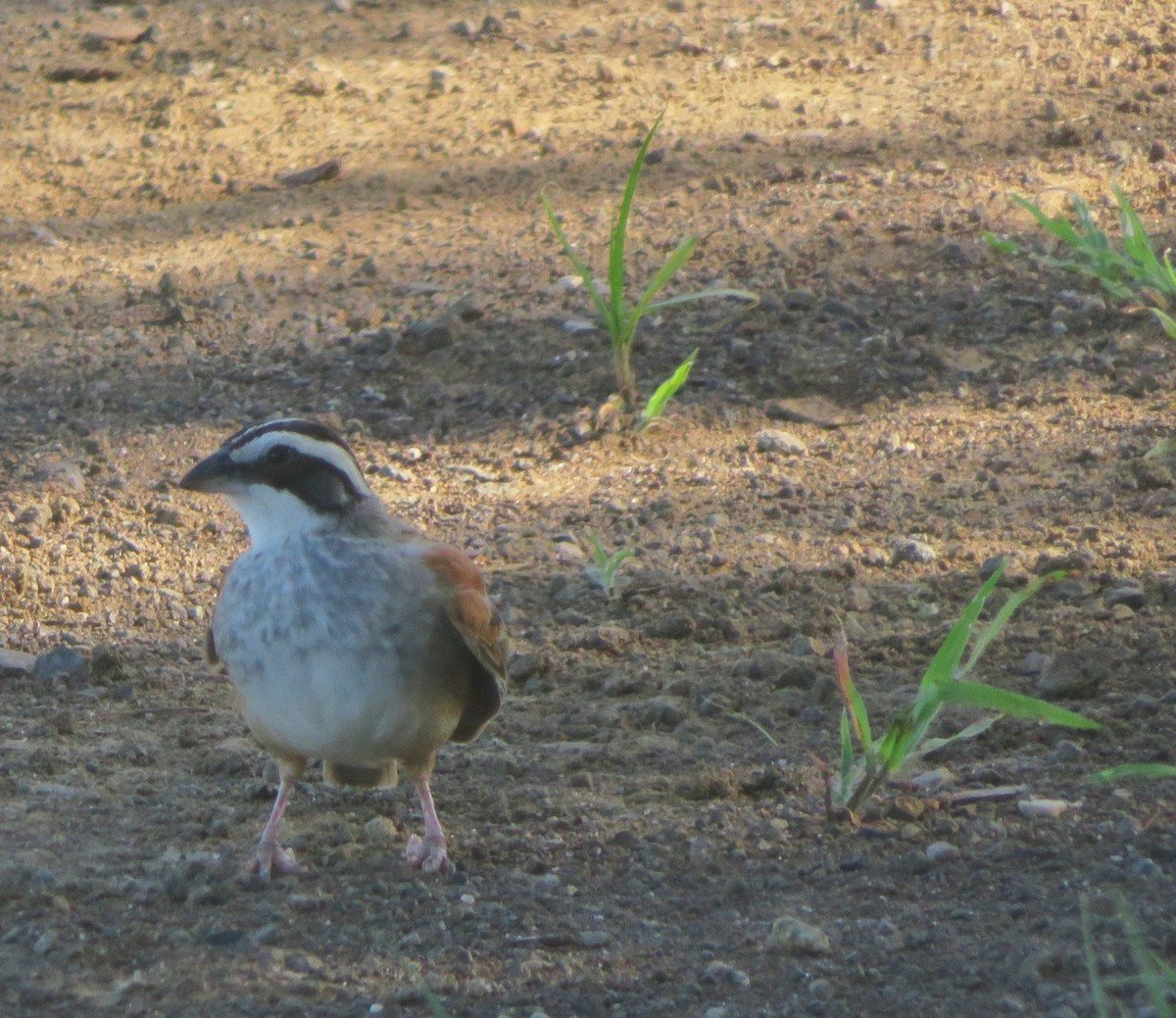 Stripe-headed Sparrow - ML627788381