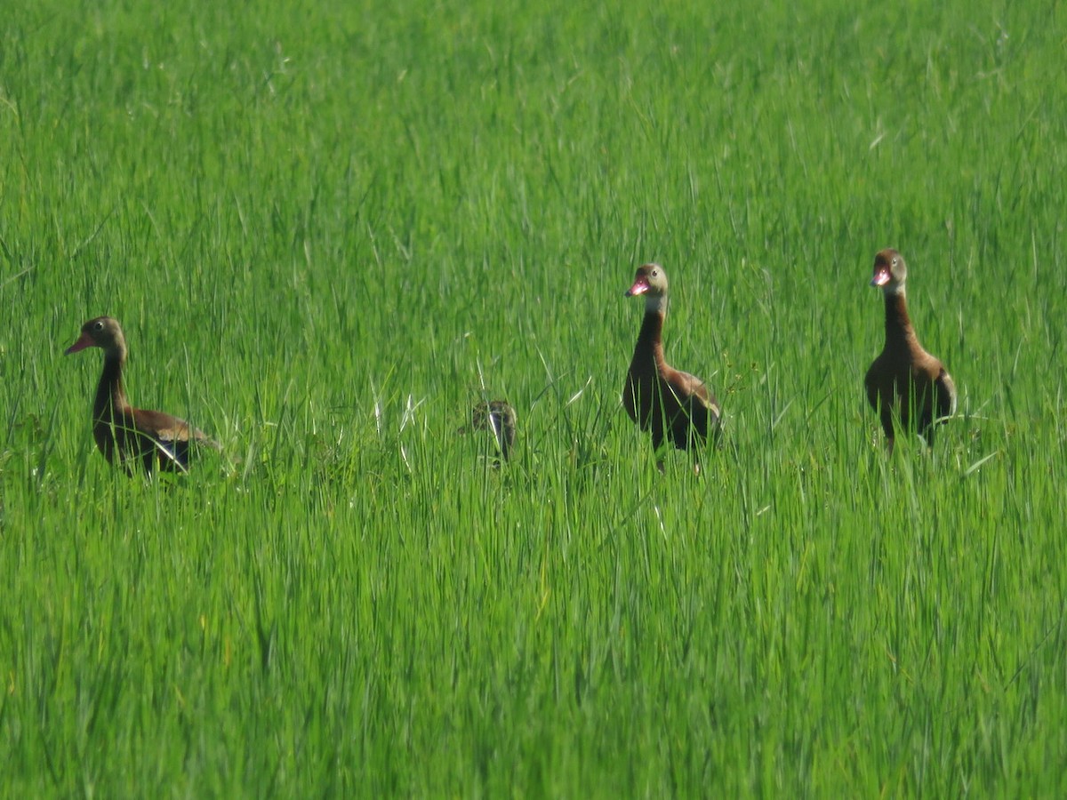 Black-bellied Whistling-Duck - ML627788384