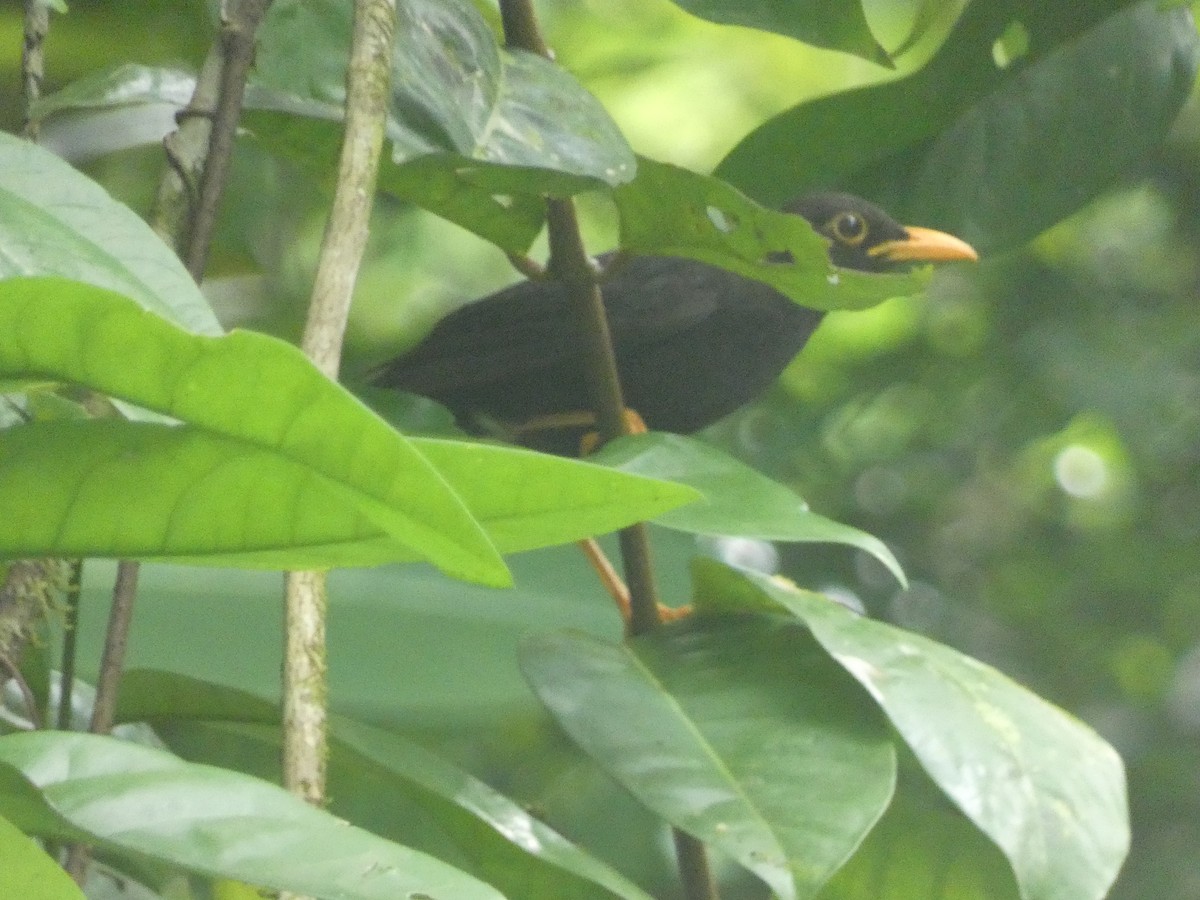 Vanikoro Island-Thrush - ML627788395