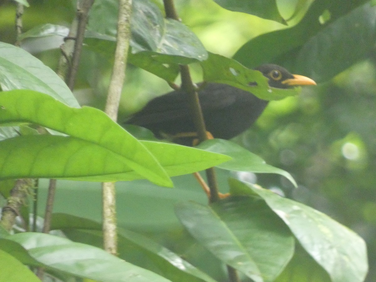 Vanikoro Island-Thrush - ML627788396