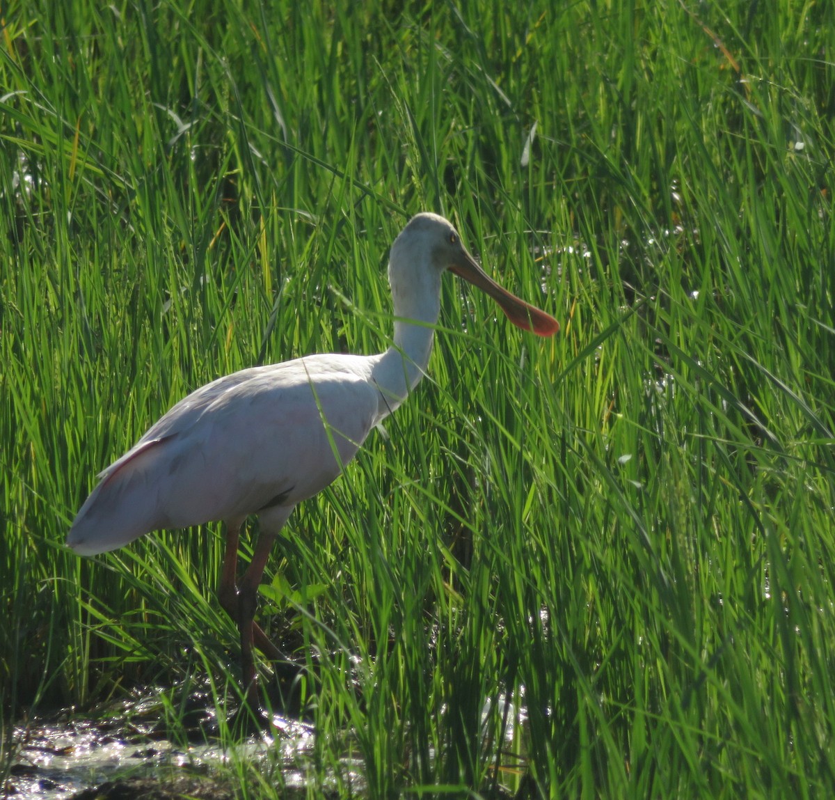 Roseate Spoonbill - ML627788400