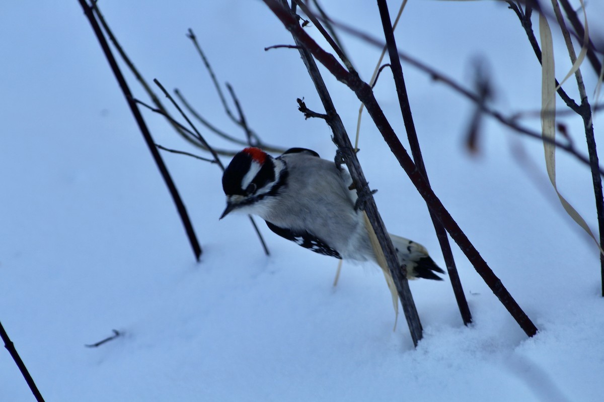 Downy Woodpecker (Eastern) - ML627788411