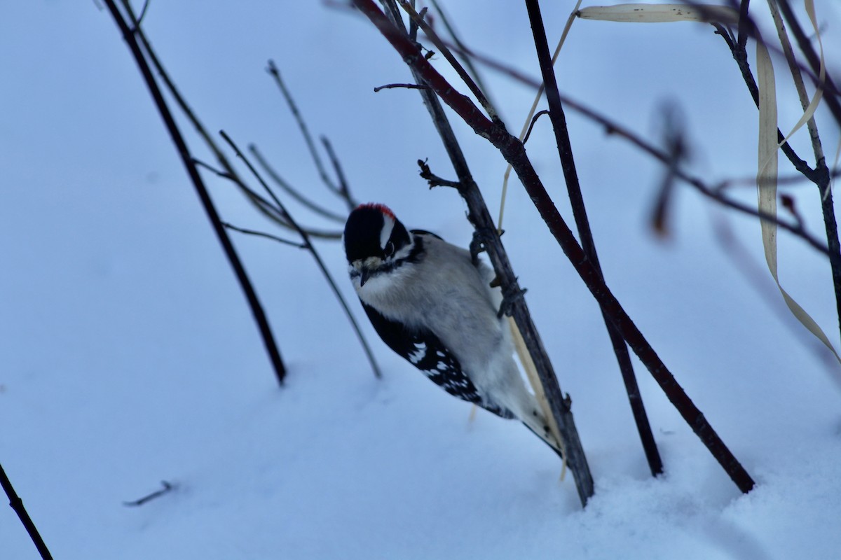 Downy Woodpecker (Eastern) - ML627788413