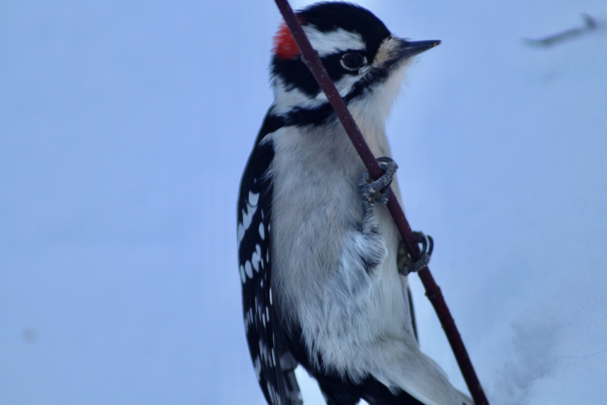 Downy Woodpecker (Eastern) - ML627788415