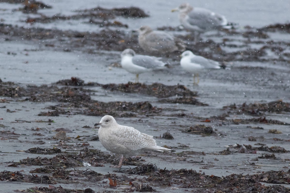 Iceland Gull (kumlieni/glaucoides) - ML627788432