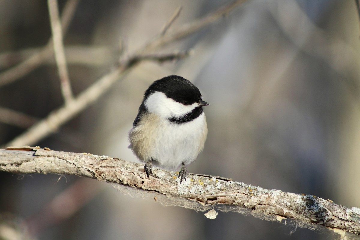 Black-capped Chickadee - ML627788433