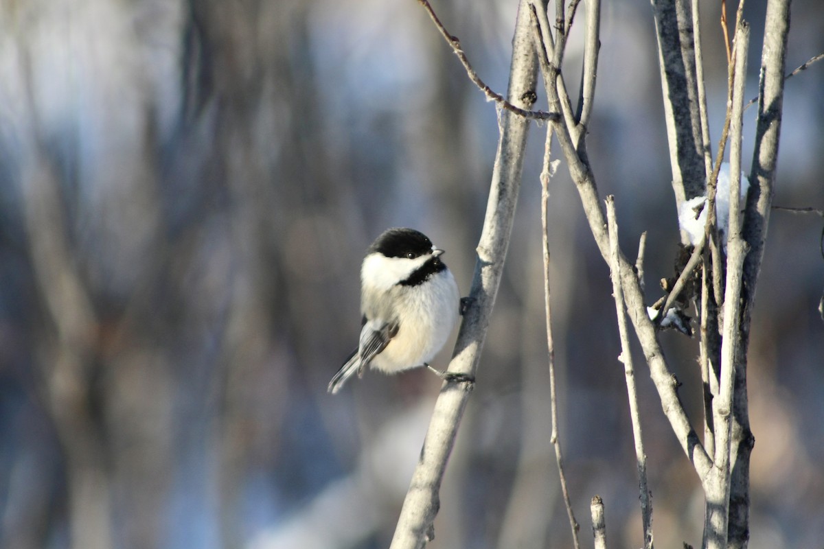 Black-capped Chickadee - ML627788434