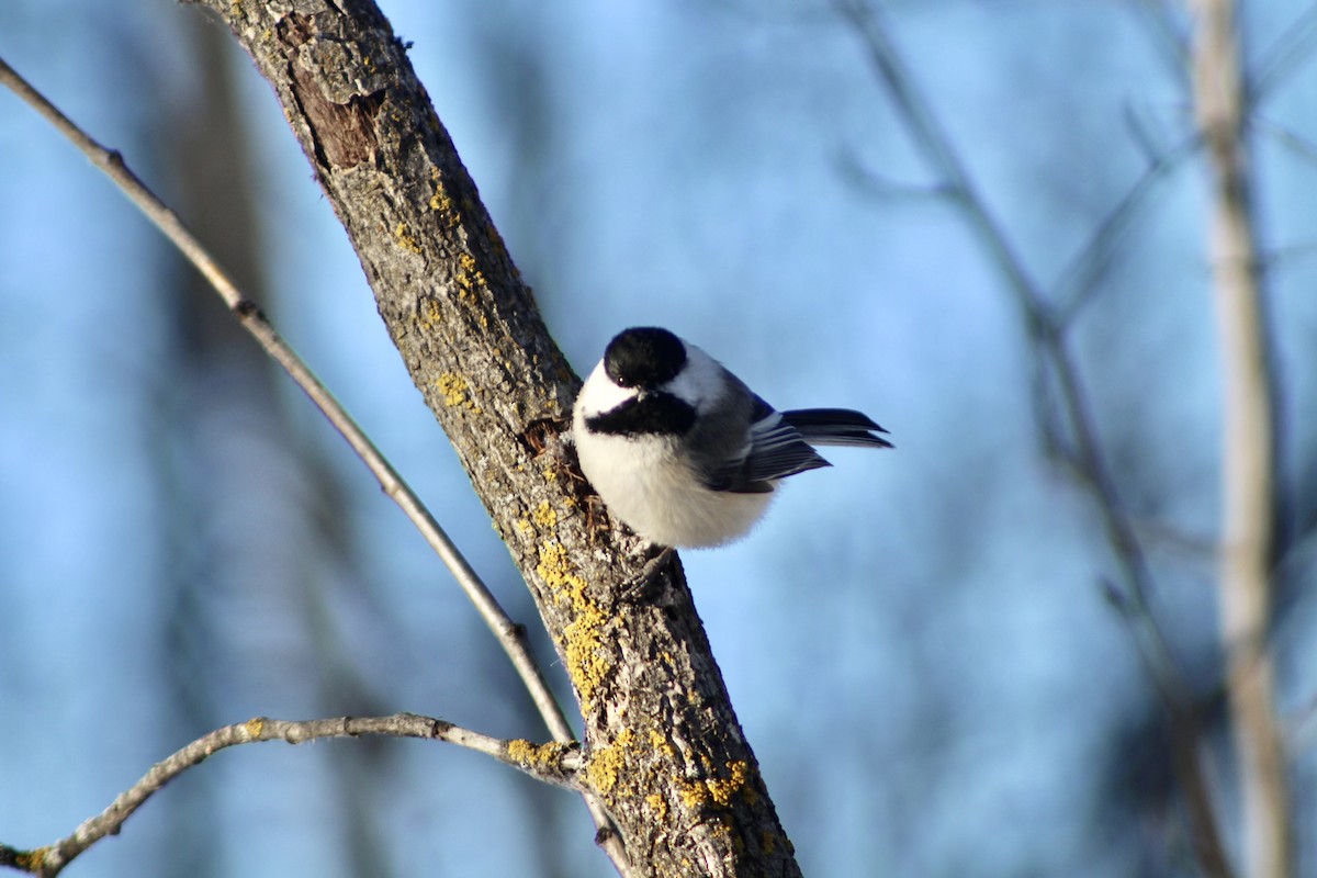 Black-capped Chickadee - ML627788435