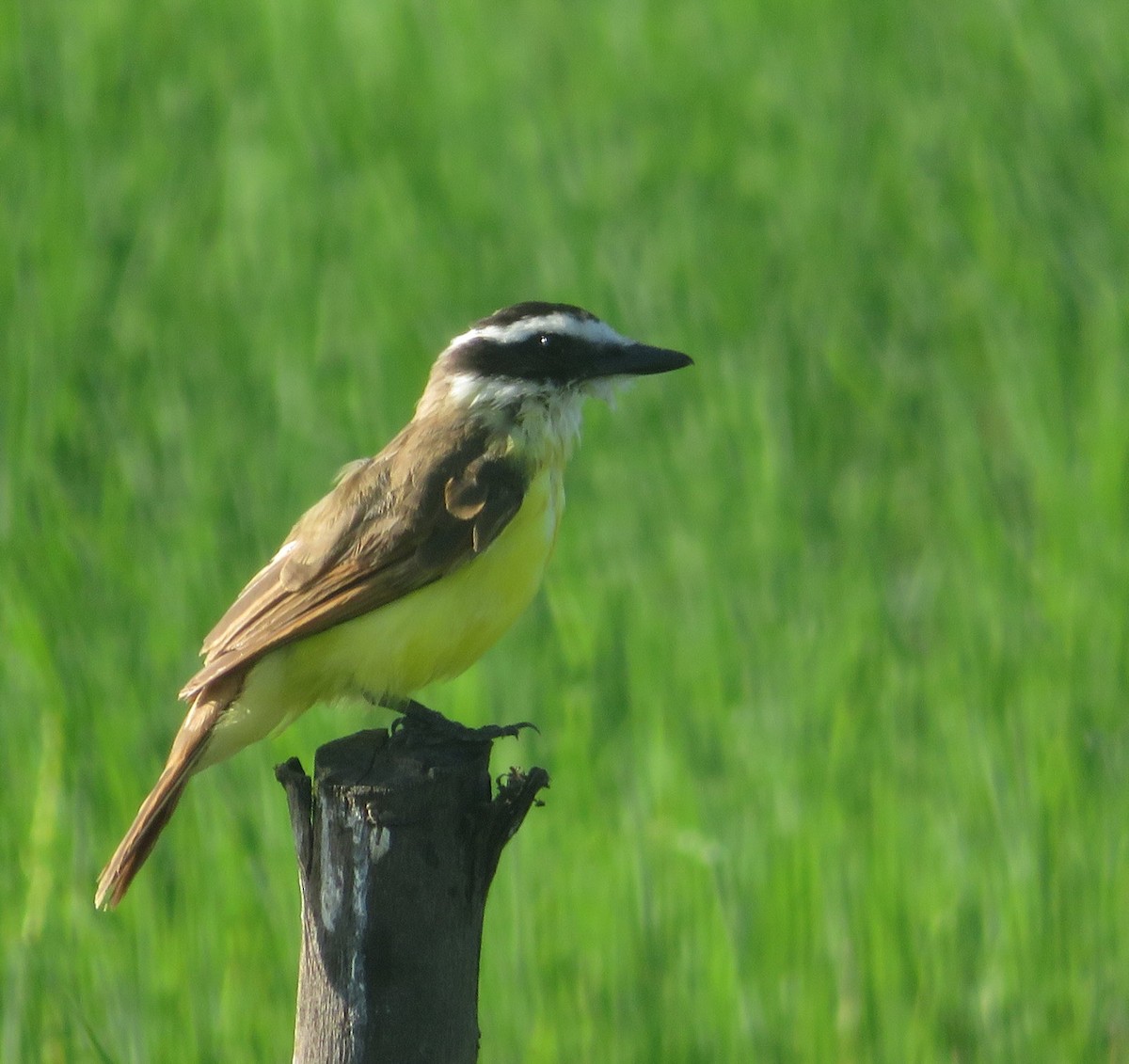 Great Kiskadee - ML627788438