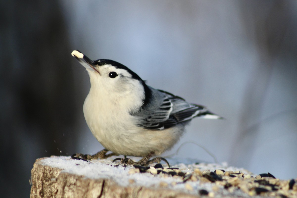 White-breasted Nuthatch (Eastern) - ML627788445