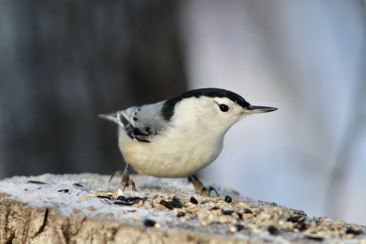 White-breasted Nuthatch (Eastern) - ML627788446