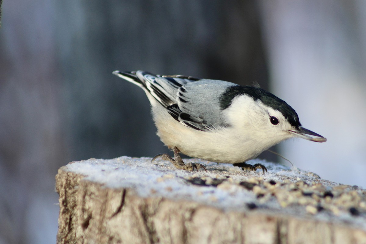 White-breasted Nuthatch (Eastern) - ML627788447