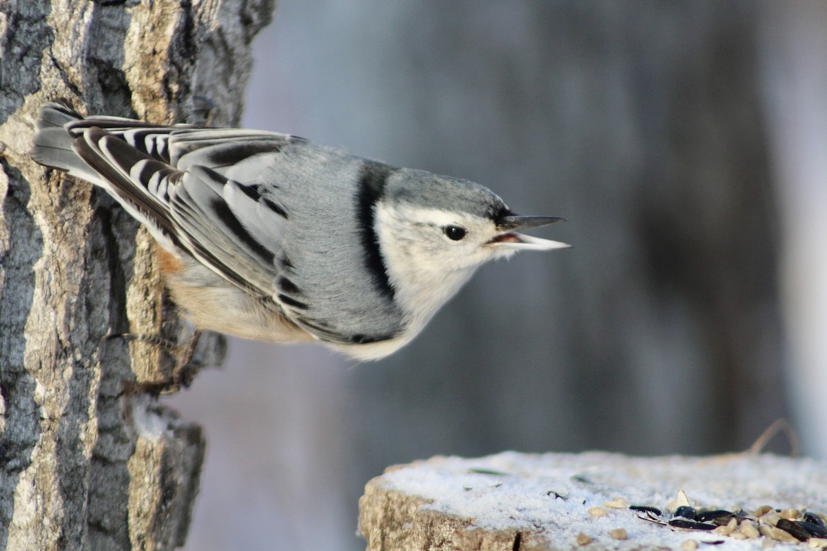 White-breasted Nuthatch (Eastern) - ML627788448