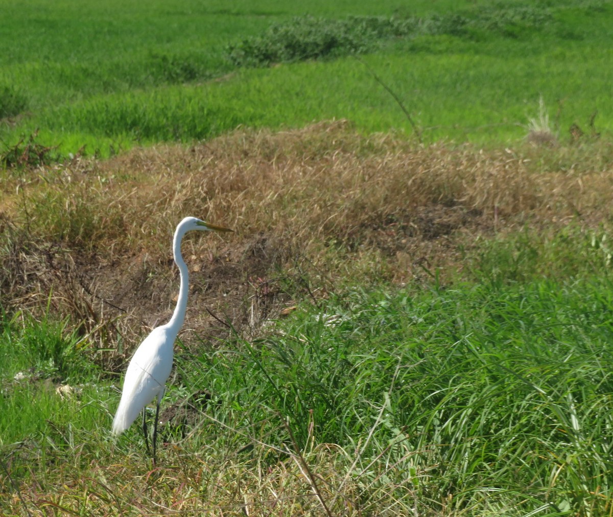 Great Egret - ML627788458