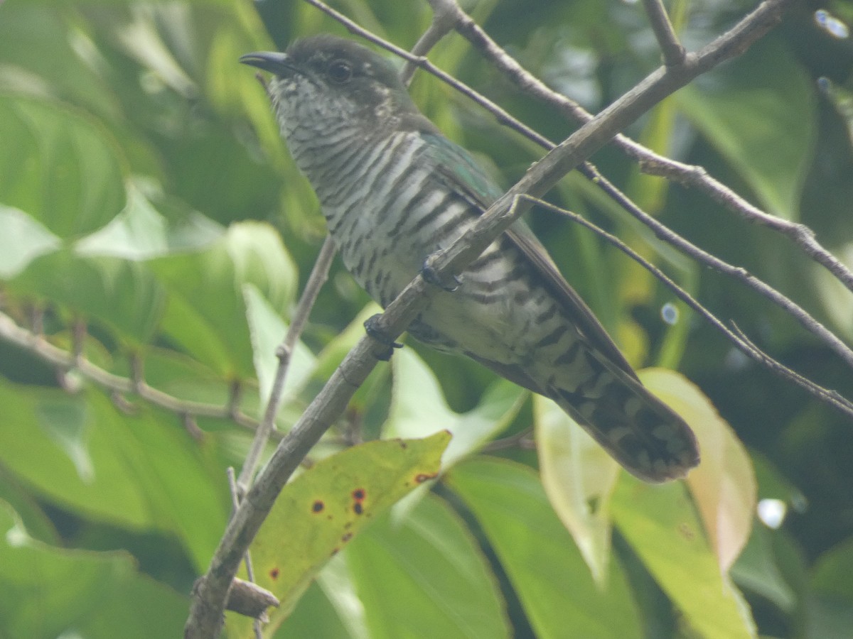 Shining Bronze-Cuckoo - ML627788461