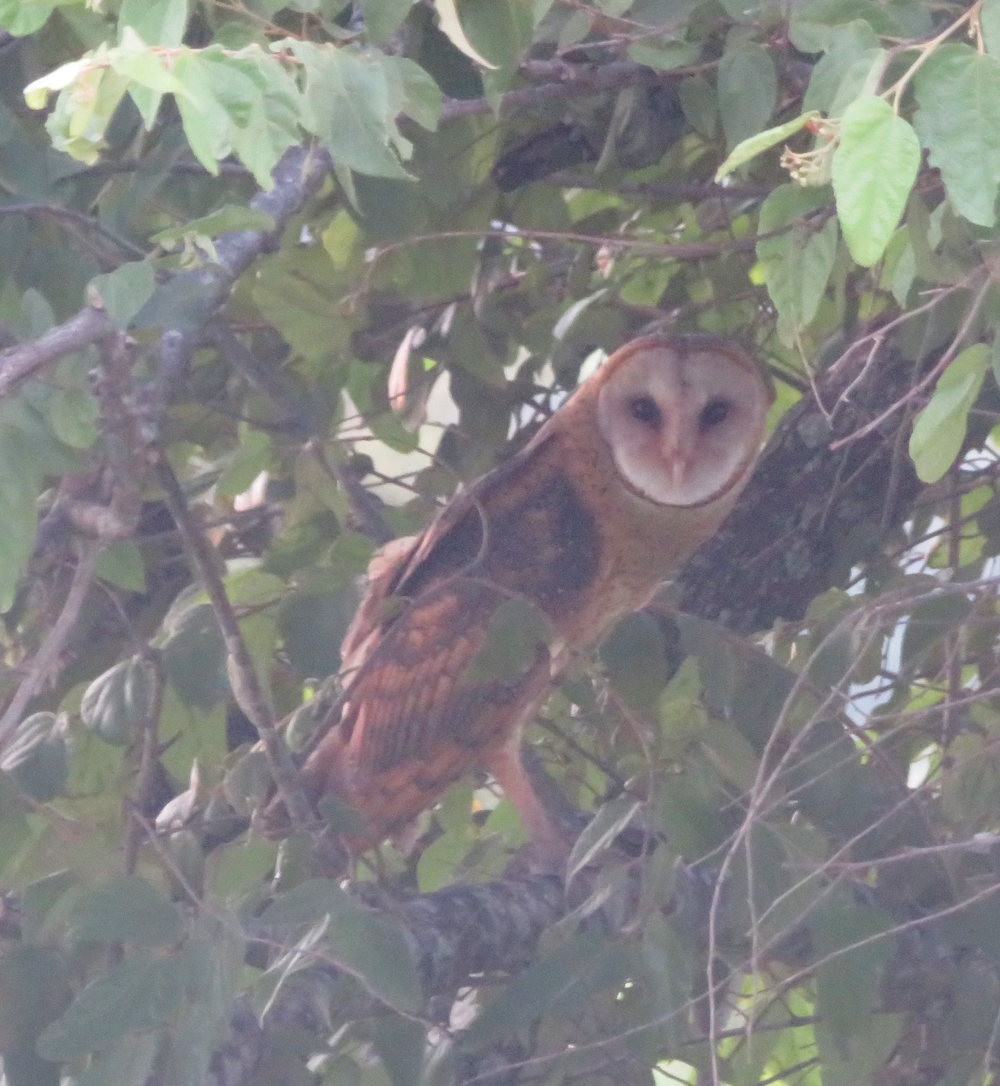 American Barn Owl - ML627788469