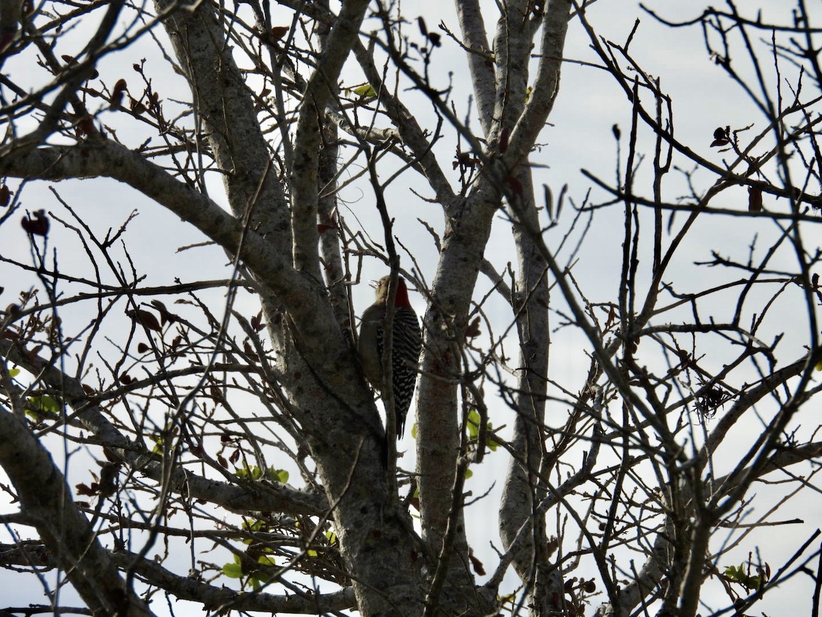 Red-bellied Woodpecker - ML627788515