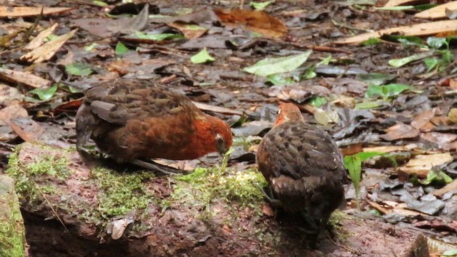 Chestnut Wood-Quail - ML627788564