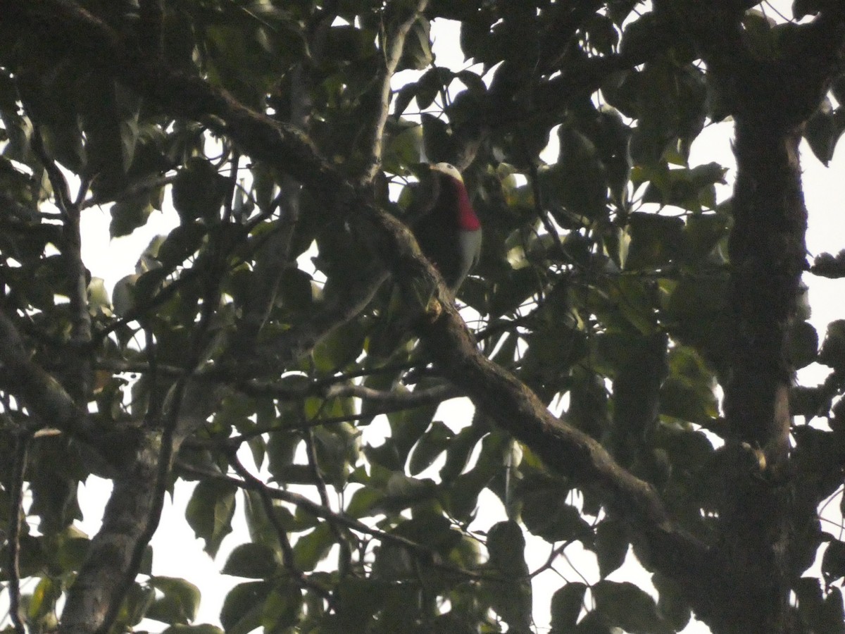 White-headed Fruit-Dove - ML627788567