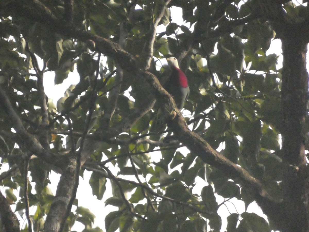 White-headed Fruit-Dove - ML627788568
