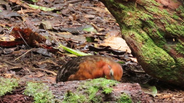 Chestnut Wood-Quail - ML627788576