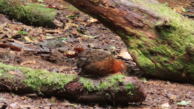 Chestnut Wood-Quail - ML627788592