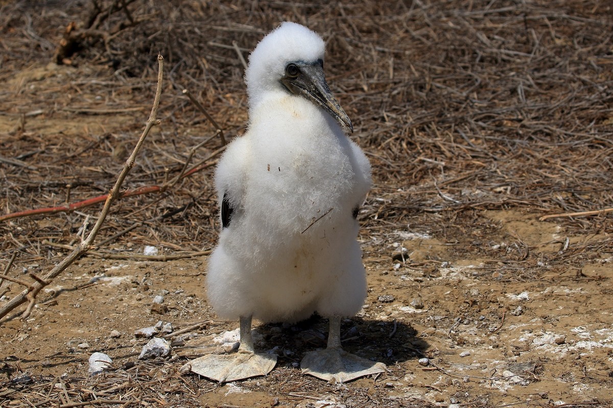 Nazca Booby - ML627788619