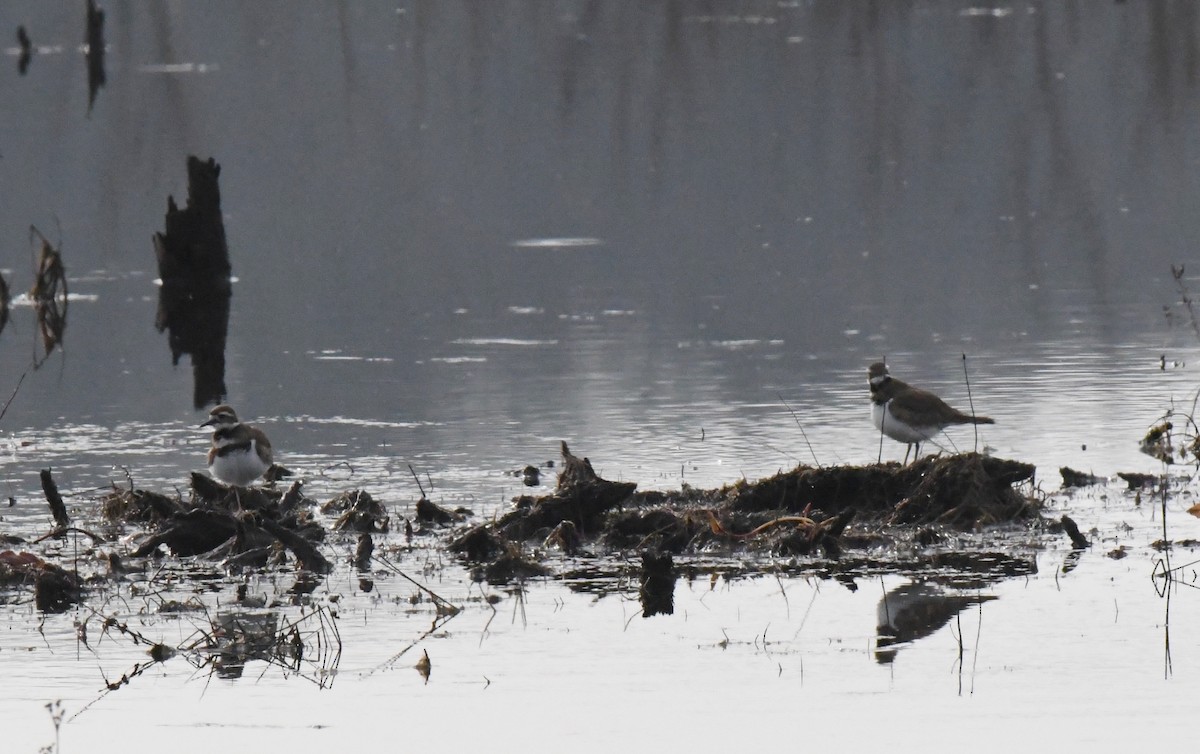 Killdeer - ML627788628