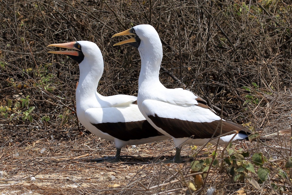 Nazca Booby - ML627788629