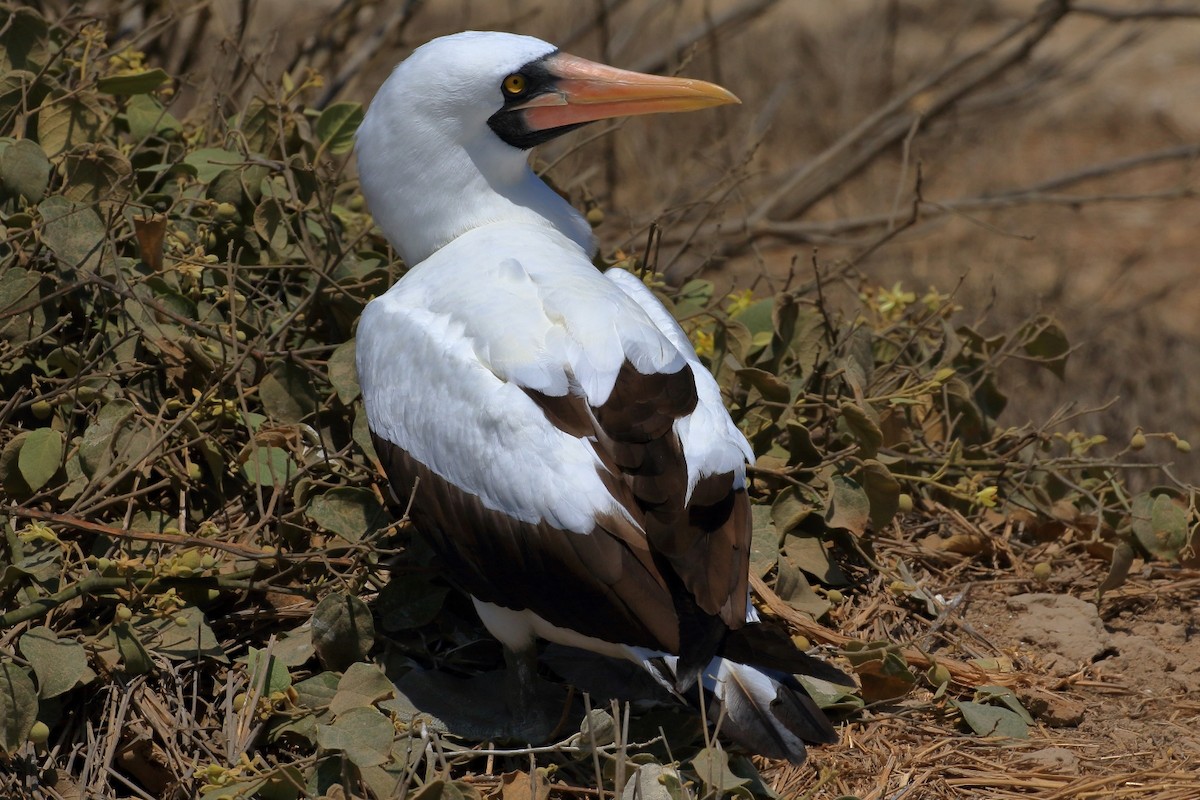 Nazca Booby - ML627788639