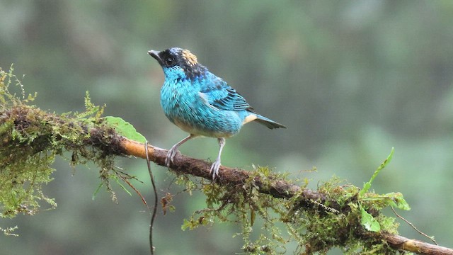 Golden-naped Tanager - ML627788683