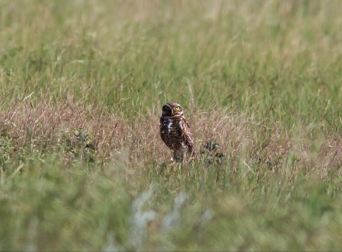 Burrowing Owl - ML62778871