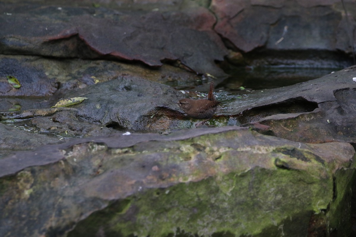 Winter Wren - ML627788793