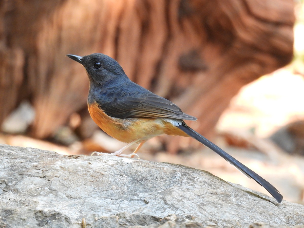 White-rumped Shama (White-rumped) - ML627788798